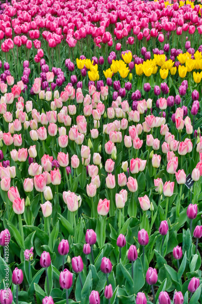Spring tulip garden in full bloom, Skagit Valley, Washington State. Spring tulip garden in full bloom, Skagit Valley, Washington State.