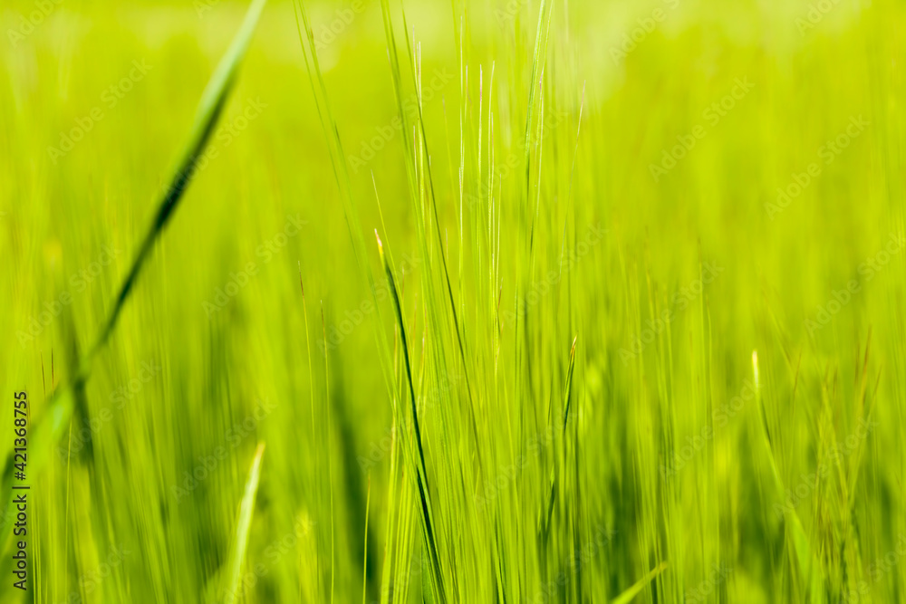 agricultural field where green wheat has grown
