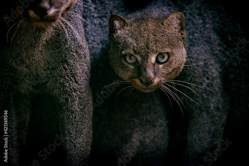 Jaguarundi photographed in captivity in Goias. Midwest of Brazil. Cerrado Biome. Picture made in 2015. photo