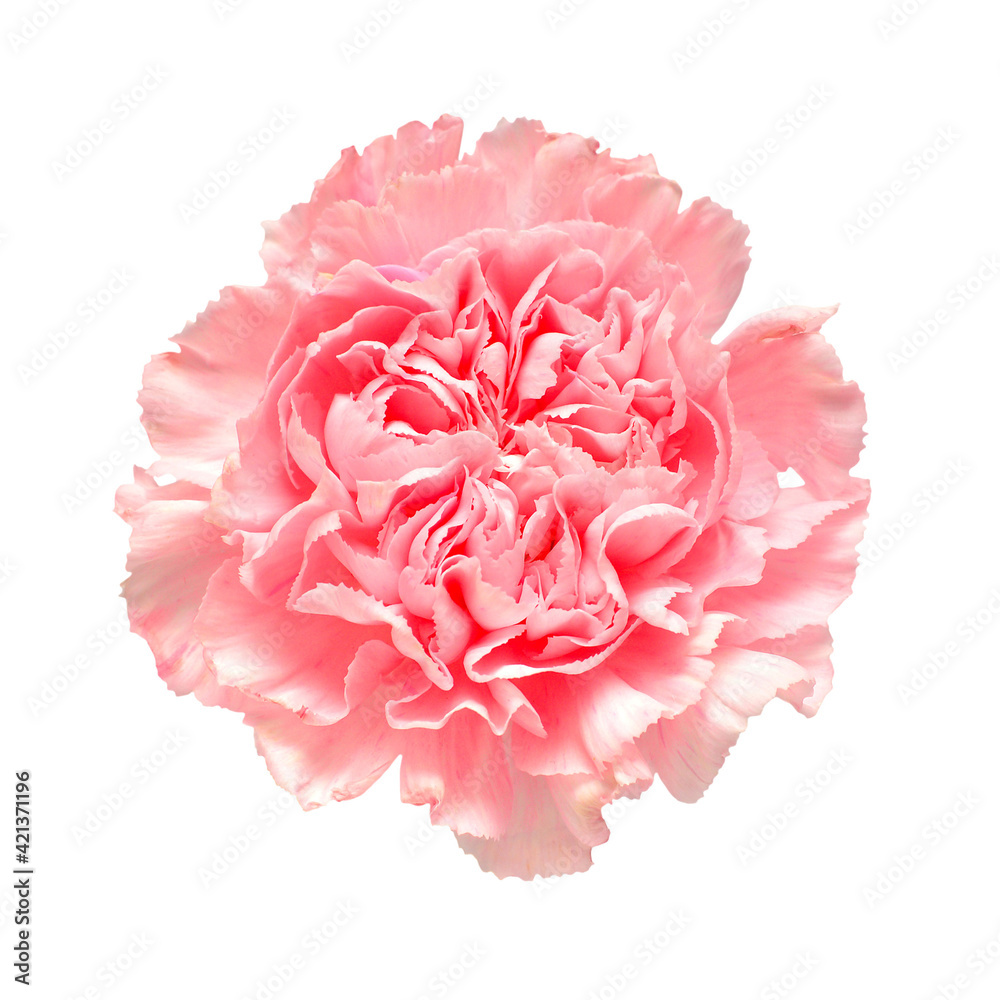 Delicate carnation pink head flower isolated on white background. Beautiful composition for advertising and packaging design in the business. Flat lay, top view Delicate carnation pink head flower isolated on white background. Beautiful composition for advertising and packaging design in the business. Flat lay, top view