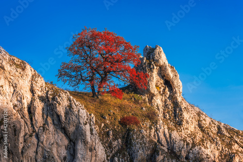 Obraz na płótnie Lonely Tree on Rocky Hill of Palava Protected Area near Mikulov, South Moravia, Czech Republic w salonie