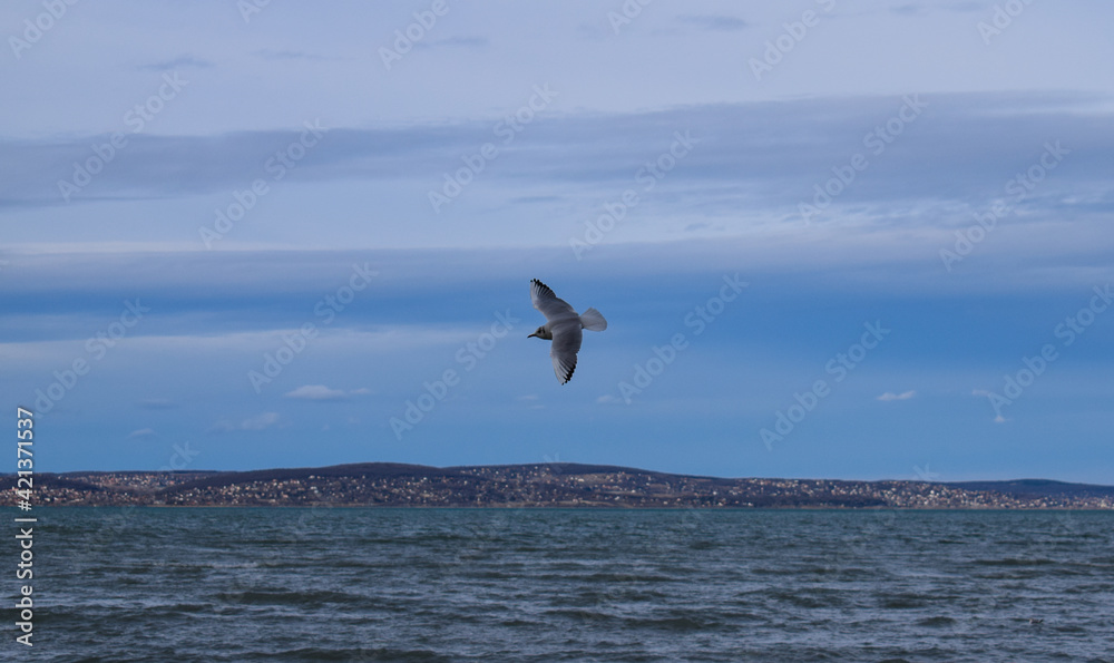 Fototapeta premium Flying seagull