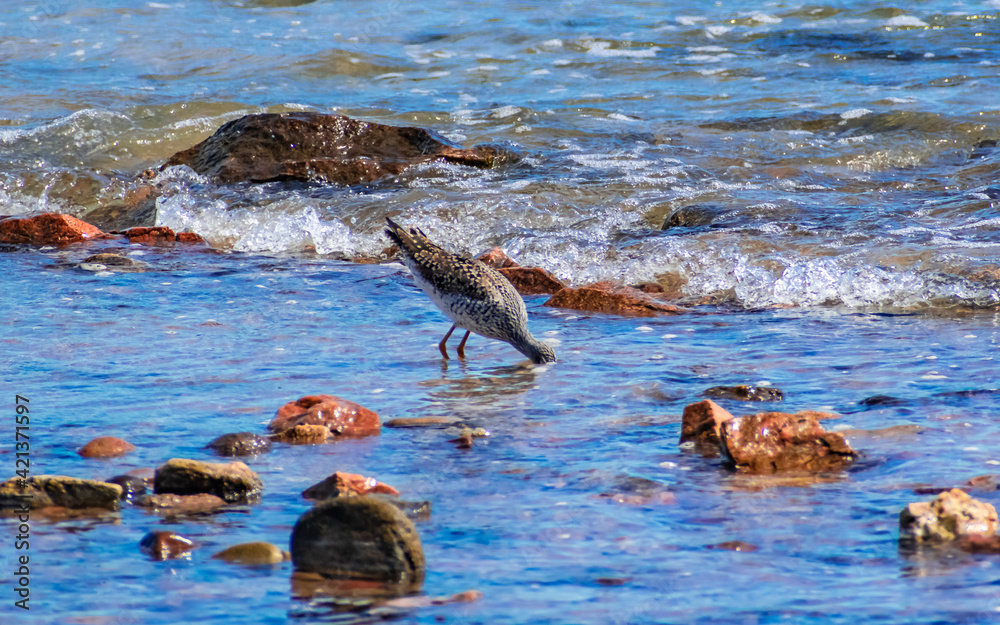 Fototapeta premium Ave en la playa