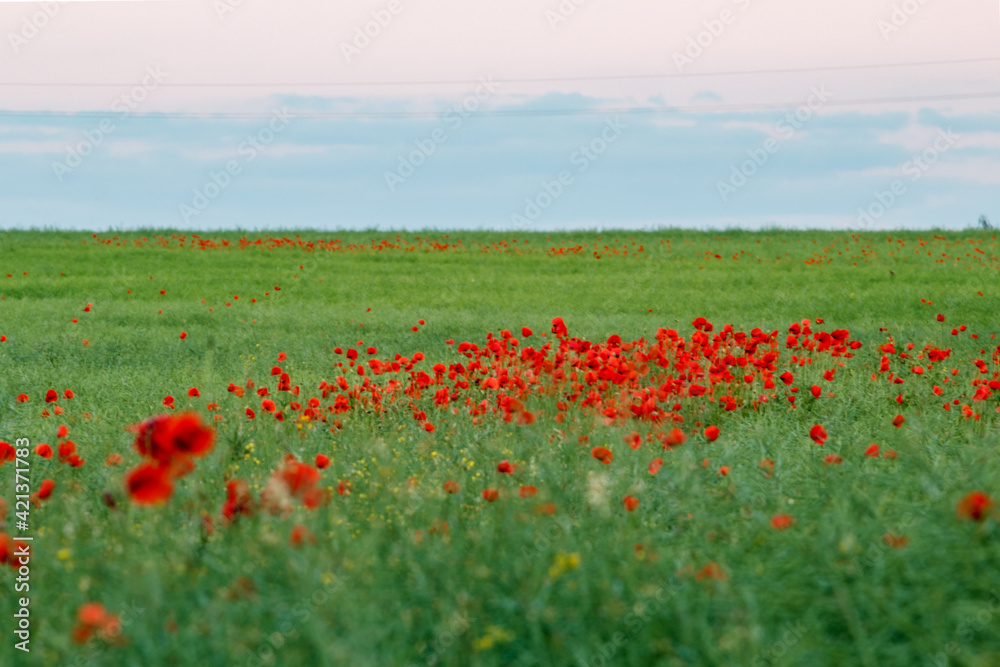 Obraz premium A field full of poppies