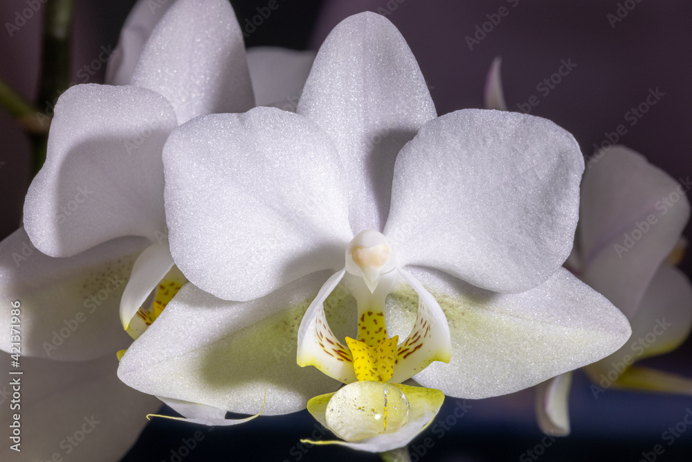 Obraz premium Mini Phalaenopsis Orchid Closeup