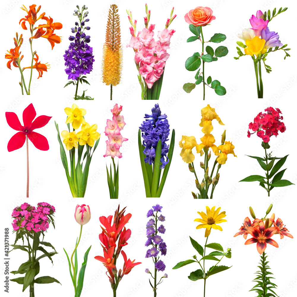 Collection summer of flowers bouquet freesia, carnation, lily, eremurus, gladiolus, iris, daffodil, phlox, hyacinth, canna, cyclamen, delphinium isolated on a white background. Top view, flat lay