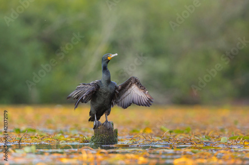 USA  Washington State. A Double-crested Cormorant  Phalacrocorax auritus  spreads its wings to dry. Seattle.
