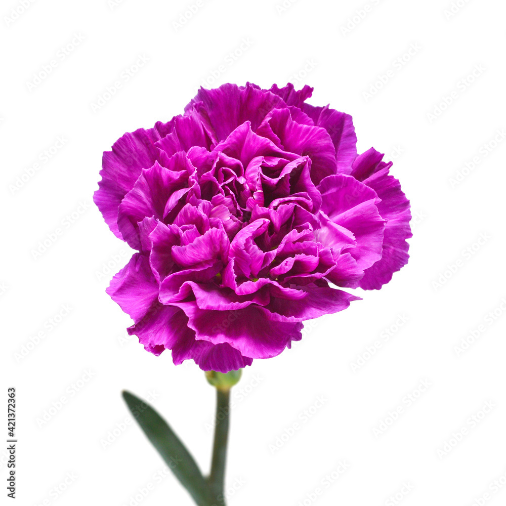 Carnation flower violet isolated on white background. Beautiful composition for advertising and packaging design in the business. Flat lay, top view