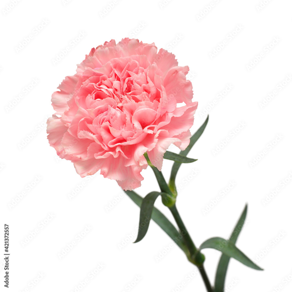Delicate carnation pink flower isolated on white background. Beautiful composition for advertising and packaging design in the business. Flat lay, top view Delicate carnation pink flower isolated on white background. Beautiful composition for advertising and packaging design in the business. Flat lay, top view