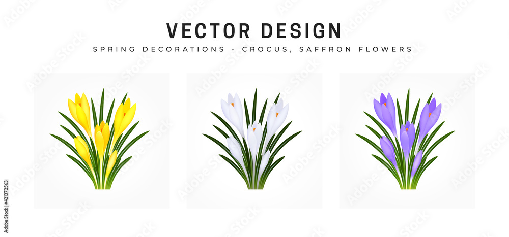 Crocus sativus, saffron flower. Set of bouquets of flowers in yellow, white and blue purple. Bushes of an early spring flower plant. Objects isolated on white background.