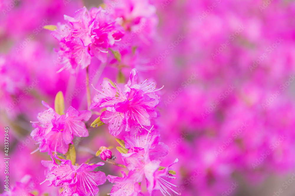 Obraz premium 玄海ツツジ Rhododendron
