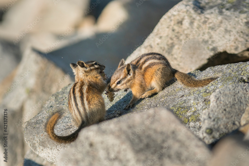 USA. Mt. Rainier National Park. Least Chipmunks (Neotamias minimus) food sharing in autumn. USA. Mt. Rainier National Park. Least Chipmunks (Neotamias minimus) food sharing in autumn.
