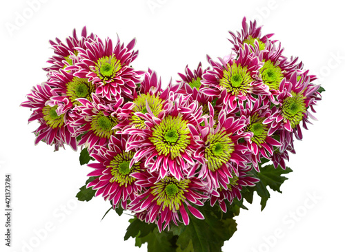 Striped bouquet chrysanthemum flower in the form heart isolated on white background. Floral pattern  object. Flat lay  top view