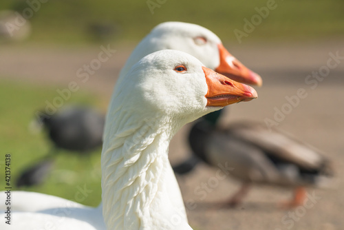 Close up portraits of white swan geese in city park in sunny day