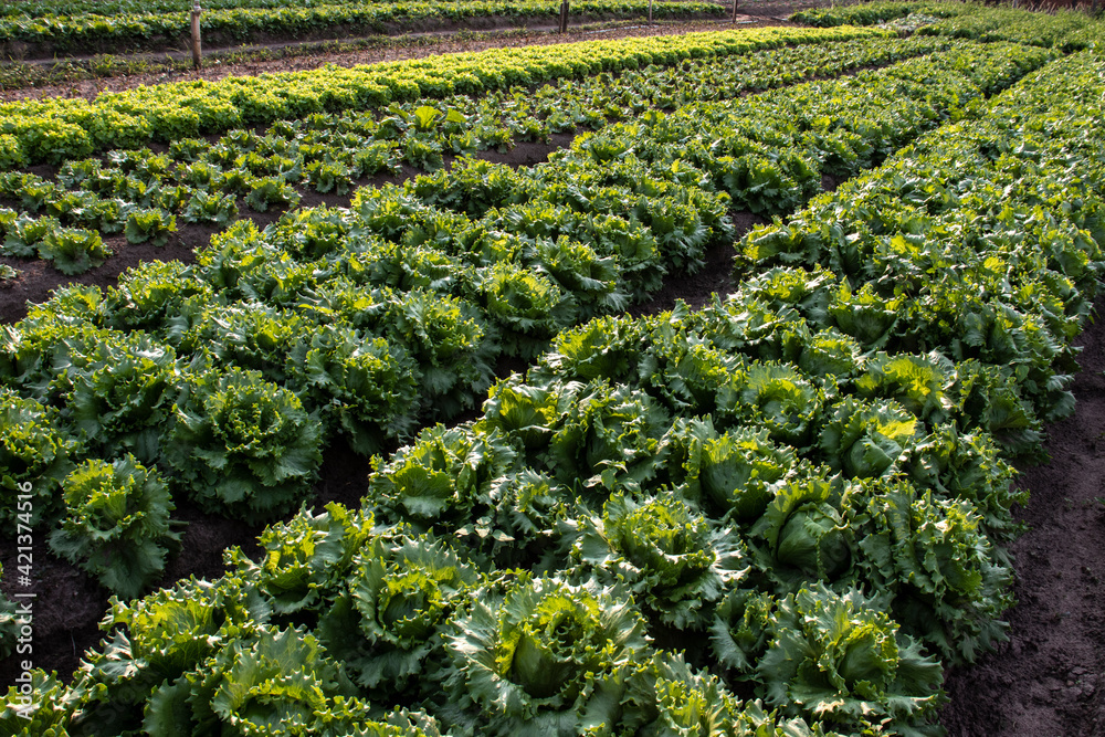 Vegetable bed with imperial lettuce in a family farm in Sao Paulo state, Brazil Vegetable bed with imperial lettuce in a family farm in Sao Paulo state, Brazil