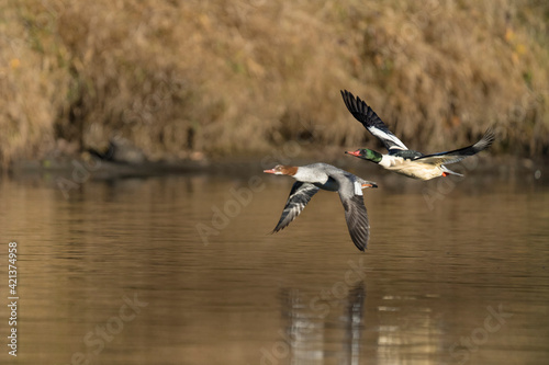 USA, Washington State. Male and female Common Mergansers (Mergus merganser) in flight on Sammamish Slough, Kenmore. © Danita Delimont