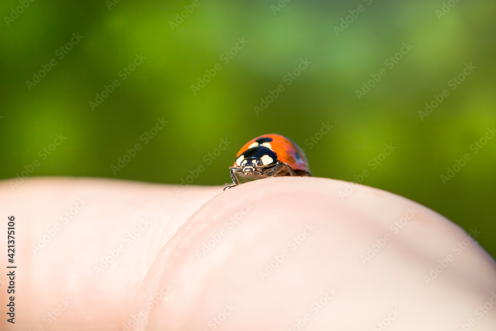 red-colored ladybug insect red-colored ladybug insect
