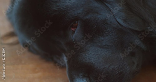 Newfie dog lays head on floor and glances up, close-up photo