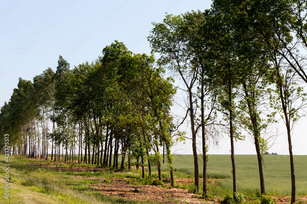 deciduous trees in the summer deciduous trees in the summer