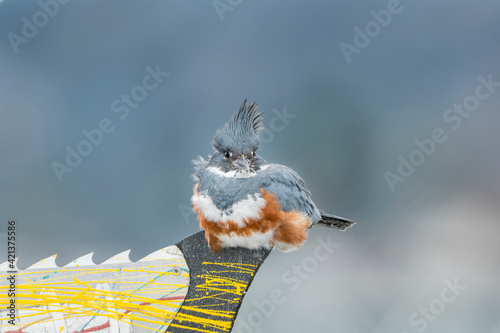 USA, Washington State. A female Belted Kingfisher (Megaceryle alcyon) on a fish sign perch hunting in Edmonds. photo