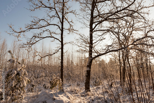 winter season with snow in the park or forest