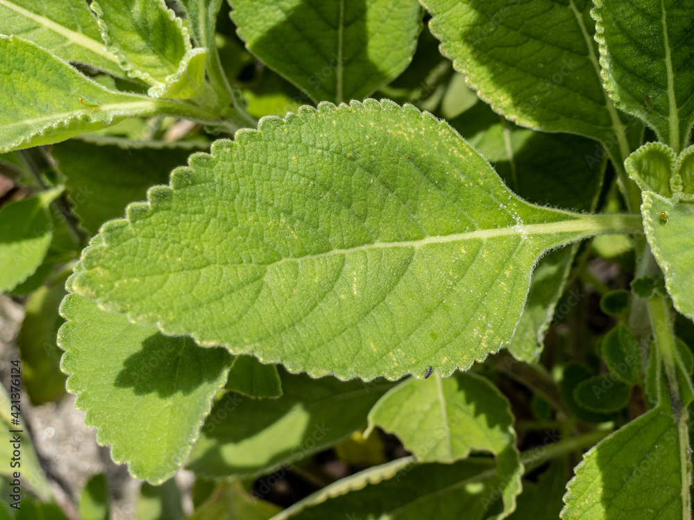 Green plant called Boldo da Terra in Brazil and is used to make tea and medicinal products. Green plant called Boldo da Terra in Brazil and is used to make tea and medicinal products.