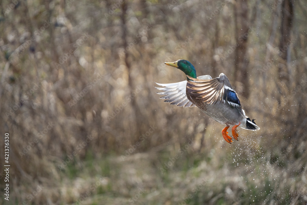Obraz premium USA, Washington State. Male Mallard (Anas platyrhynchos) takes flight from Lake Washington. Kirkland.