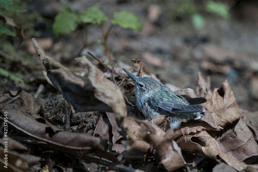 USA, Washington State. An Anna's Hummingbird chick (Calypte anna) who can't yet fly waits for mom's return after nest was destroyed by predators. USA, Washington State. An Anna's Hummingbird chick (Calypte anna) who can't yet fly waits for mom's return after nest was destroyed by predators.