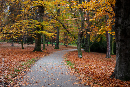 autumn scene from a forest, colorful leaves and big tree trunks