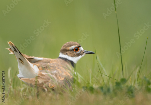 USA, Washington State. A Killdeer (Charadrius vociferus) near its nest feigns injury, Redmond. photo