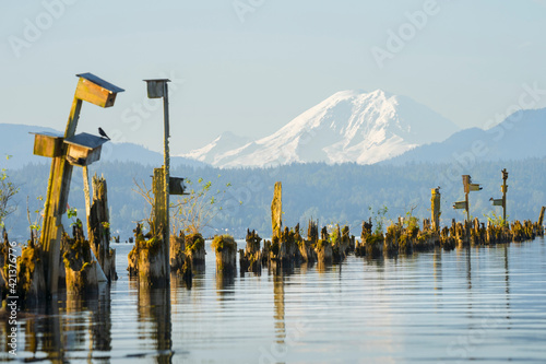 USA, Washington State. Purple Martin (Progne subis) nest boxes on Lake Sammamish, WA, with Mt. Rainer in background. photo