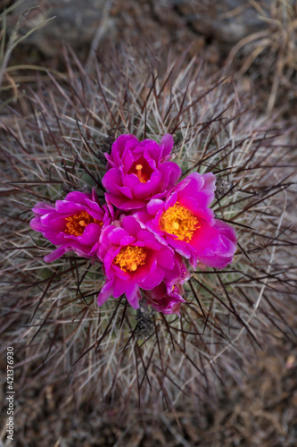 USA, Washington State. Simpson's Hedgehog Cactus (Pediocactus simpsonii) flowering in May at Beezley Hills Preserve. photo