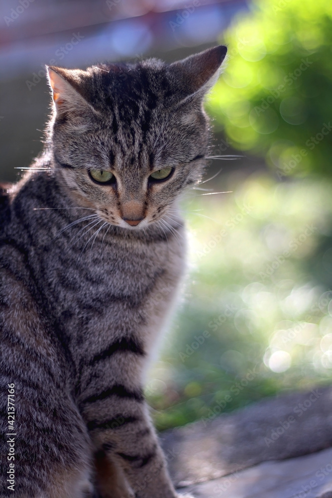 Brown tabby cat sitting in a garden. Selective focus. 