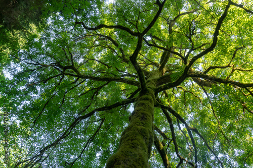 USA  Washington State. Moss-covered tree at Guillemot Cove  Kitsap Peninsula  possible Butternut.
