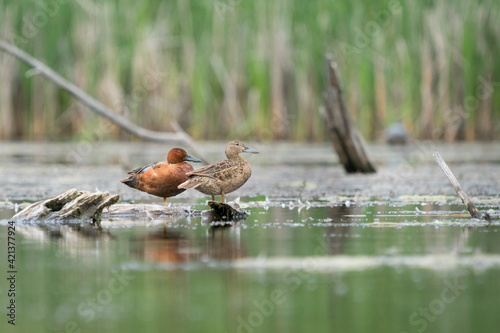 USA, Washington State. A male and female Cinnamon Teal (Anas cyanoptera) roost on a log in a pond. Okanagan. photo