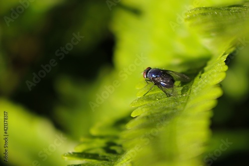 fly on leaf