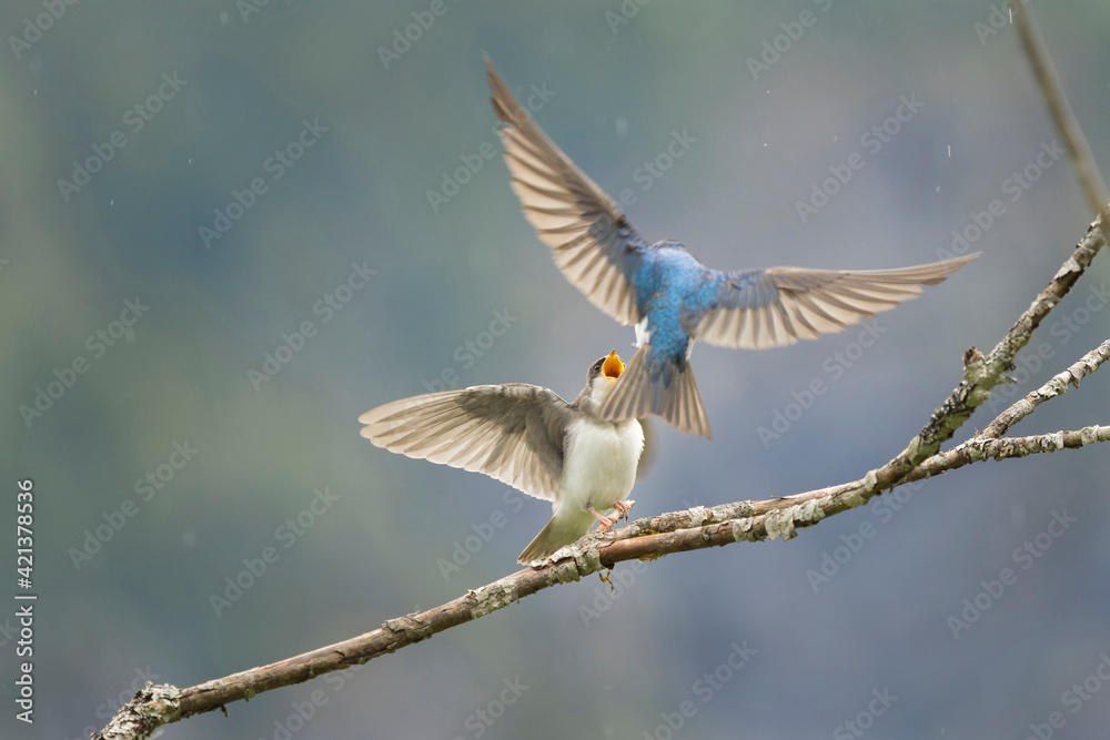 Fototapeta premium USA, Washington State. A male tree swallow (Tachycineta bicolor) feeds a begging fledgling along Mountain Loop Highway.