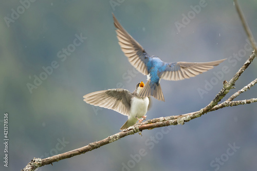 USA, Washington State. A male tree swallow (Tachycineta bicolor) feeds a begging fledgling along Mountain Loop Highway. © Danita Delimont