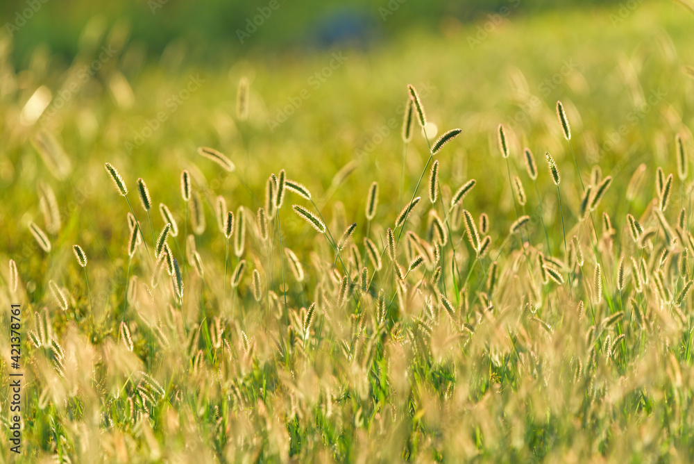 Green bristlegrass at sunset, Green foxtail Green bristlegrass at sunset, Green foxtail