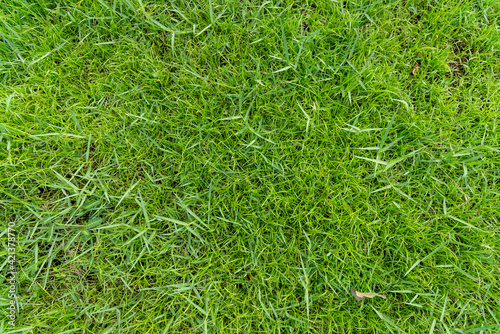 Green grass background texture,  Green lawn texture background, top view.