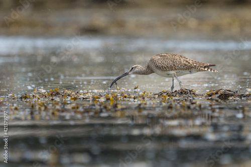 USA, Washington State. A Whimbrel (Numenius phaeopus) grabs a crab while foraging during fall migration. Neah Bay. photo