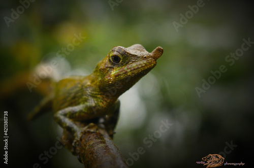 lizard on a tree