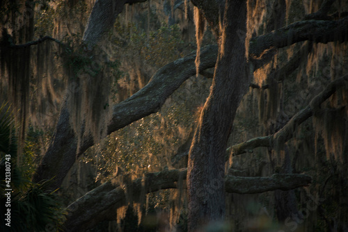 Morning sun highlight the Spanish moss hanging from tree branches in fRavine Garden State Park