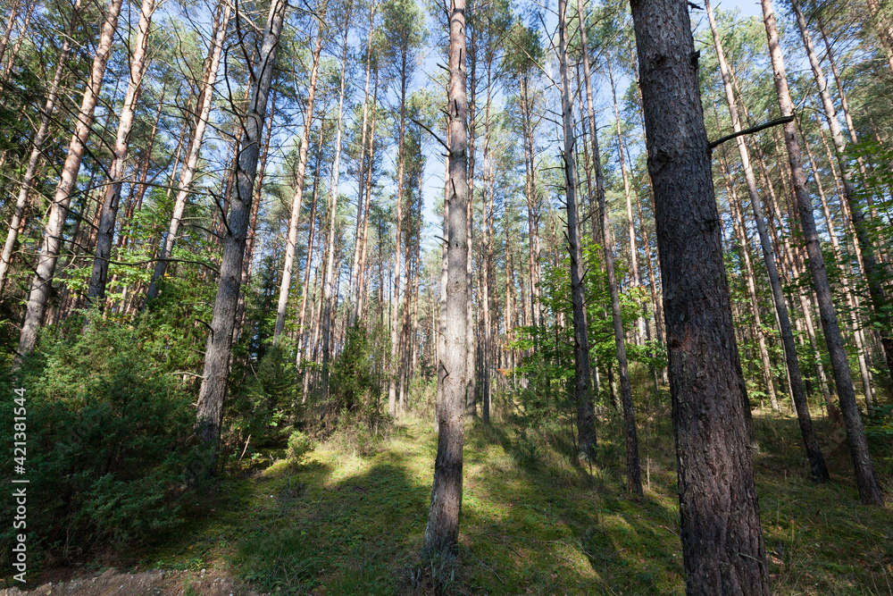 Fototapeta premium autumn tree with foliage