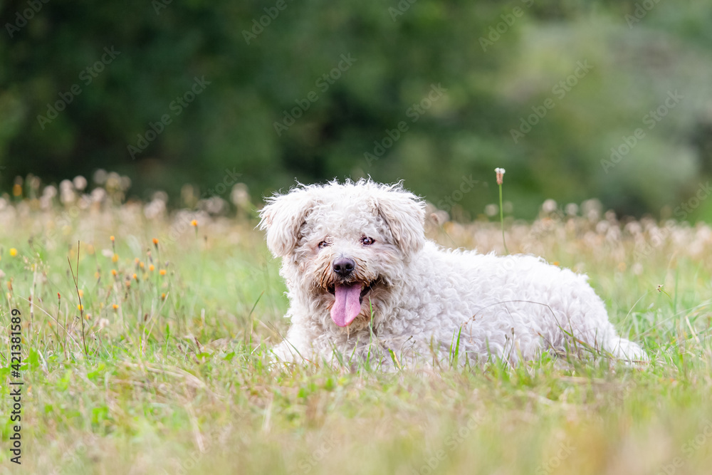 portrait of a white pumi dog resting panting in a wildflower meadow during a walk in the summer outdoors