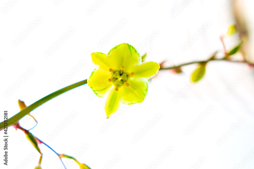 Obraz premium Delicate yellow succulent flower, isolated against pale white sky.
