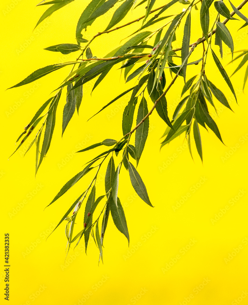 Naklejka premium USA, Washington State, Palouse. Tree leaves against the yellow canola field.
