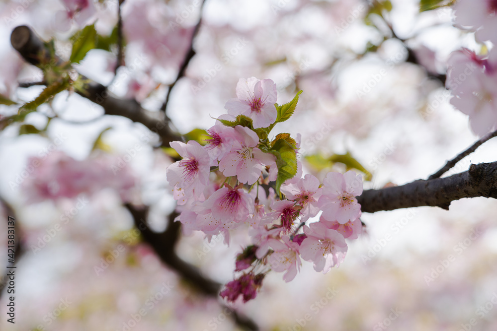 【春】早咲きの桜・開花【桜】 【春】早咲きの桜・開花【桜】