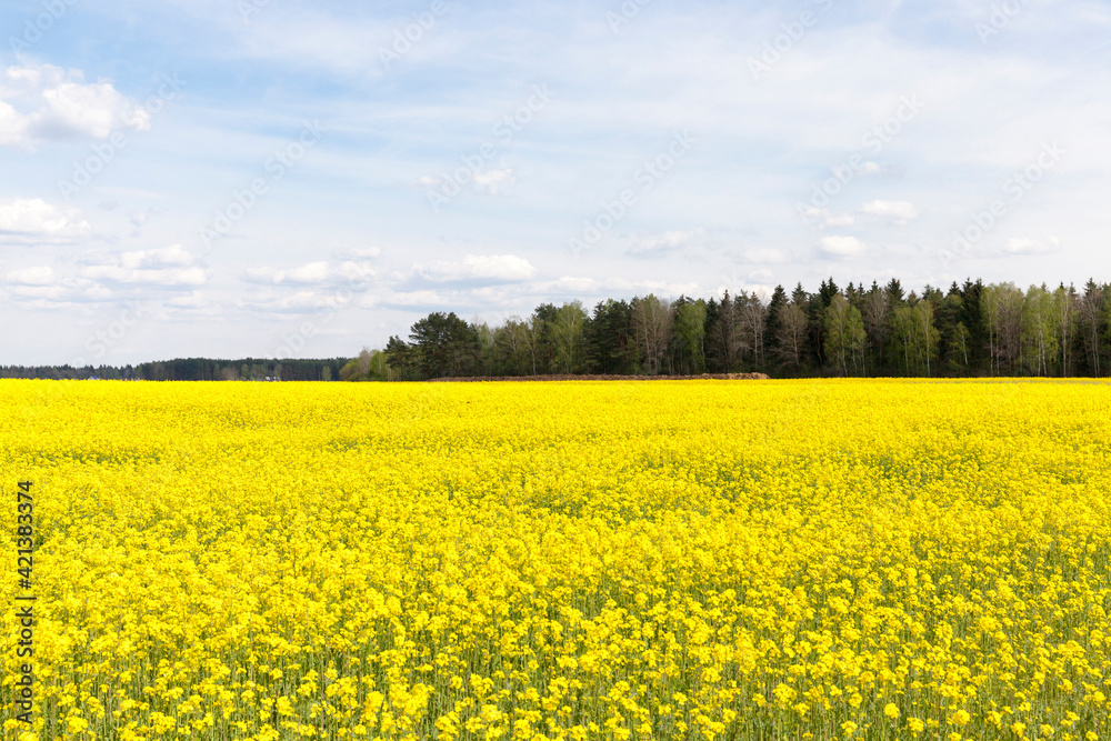 agricultural field where breeding varieties of rapeseed are grown