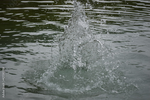 splash